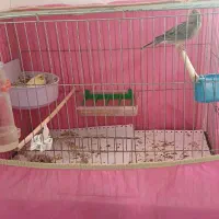 قناری|پرنده|یزد, |دیوار