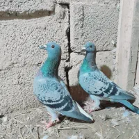 کبوتر مسافتی