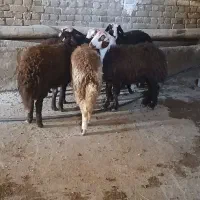 بره ماده شیشک افشار|حیوانات مزرعه|بروجرد, |دیوار