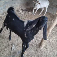 مری اصل|حیوانات مزرعه|هیرمند, |دیوار