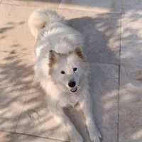 سگ گمشده در بابل علمدار