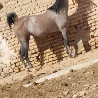 اسب مادیون ترک خالص|اسب و تجهیزات اسب‌سواری|شیراز, گویم|دیوار