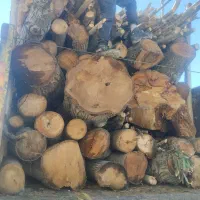 خرید انواع چوب هاوبرش و هرس درختان ب صورت تخصصی