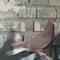 کبوتر دم سفید جوجه هیچ پر|پرنده|حمیدیه, |دیوار