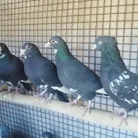 تعدادی کفتر قرقاطی