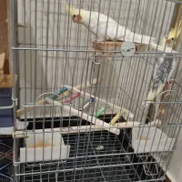 یک جفت عروس هلندی زیبا