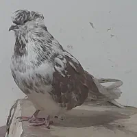 کبوتر سر کله دار اس اس