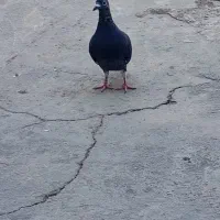 یه جوجه نر|پرنده|برازجان, |دیوار