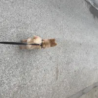 واگذاری پامر