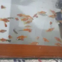 فروش ماهی واکواریم|ماهی|سبزوار, نواب صفوی|دیوار