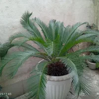 گل سیگاس نر