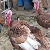 بوقلمون|حیوانات مزرعه|شیراز, جوادیه|دیوار