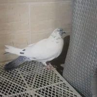 کفتر نر دو رگ پاکستانی|پرنده|قم, پردیسان|دیوار