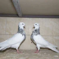 کبوتر طوقی الماسی، آجری|پرنده|وحیدیه, |دیوار