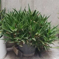 گل شاخه بزی