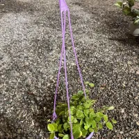 گل آپارتمانی هویا|گل و گیاه طبیعی|سلفچگان, |دیوار