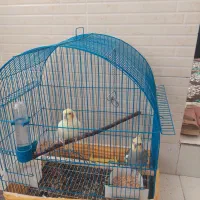 عروس هلندی نر و ماده