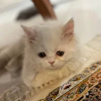 واگذاری غیر رایگان گربه|گربه|بیرجند, |دیوار