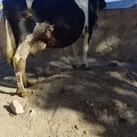 گوساله/گاو|حیوانات مزرعه|تبریز, |دیوار