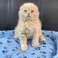 گربه نژاد اسکاتیش و بریتیش اصیل