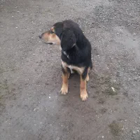 گم شده|حیوانات|رودسر, |دیوار