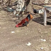 مرغ و خروس|حیوانات مزرعه|سیلوانه, |دیوار