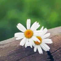 فروش-یا-معاوضه-آپارتمان-با-مغازه