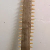 شمشیر دندان کوسه ماهی قرن 4قبل از میلاد