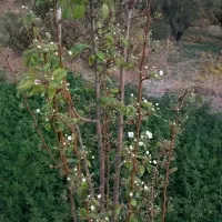 هرس کاری|خدمات باغبانی و درختکاری|شهریار, دهشاد بالا|دیوار