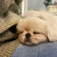 واگذاری انواع سگ اصیل واکسینه شناسنامه دار