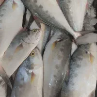 ماهی فروشی ناخدا|خوردنی و آشامیدنی|فولادشهر, B7|دیوار