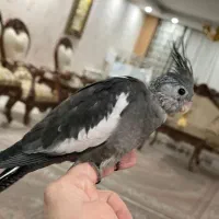 جوجه عروس هلندی ۳۵ روزه|پرنده|فردیس, منظریه|دیوار