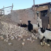 بزآبستن|حیوانات مزرعه|قم, بوستان جوان|دیوار