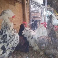 ست کوشین اورجینال وارداتی ومرغ اوکراینی گلباقالی|حیوانات مزرعه|تهران, افسریه جنوبی|دیوار