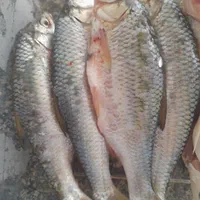 سفارش کولی پزیرفته میشود