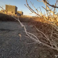 کارگاه|فروش زمین و ملک کلنگی|سبزوار, زینبیه|دیوار