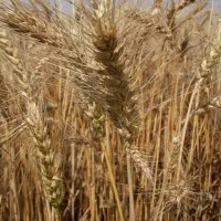 گندم بذری رقم احسان  N 8720 گندم قرمز|عمده‌فروشی|مینودشت, |دیوار