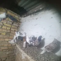 ۱۳ عدد کفتر ساعتی|پرنده|جوادآباد, |دیوار