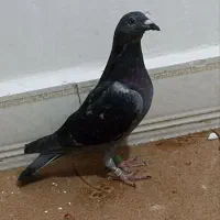 20عددپلاکی 1ساعت پیگودرمسجدسلیمان|پرنده|مسجد سلیمان, |دیوار
