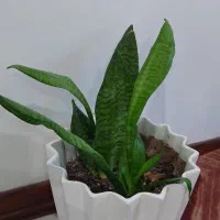 گلدان  و گل گیاه آپارتمانی|گل و گیاه طبیعی|اهواز, کوی باهنر|دیوار