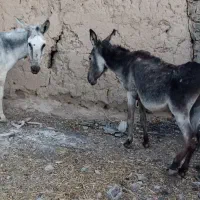 الاغ نر اخته