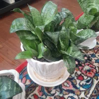 سیدی وکتاب آموزش گیتار۳۵۰وحلقه دورکمرنو۱۶۰|گیتار، بیس، امپلیفایر|همدان, |دیوار