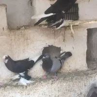 کبوتر