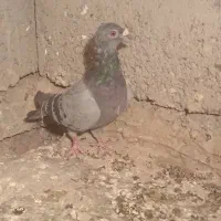 کفتر مسافتی|پرنده|صابری, |دیوار