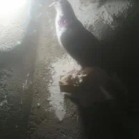 کفتر ساده پرشی|پرنده|مشهد, شهید احمدی روشن|دیوار