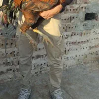 خروس و مرغ چنگ طوطی به ضمانت|حیوانات مزرعه|تربت جام, فاز ۱ فرهنگیان|دیوار