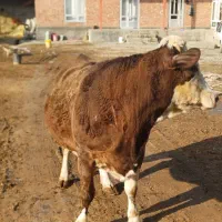 سیمینتال آبستن|حیوانات مزرعه|چهاربرج, |دیوار