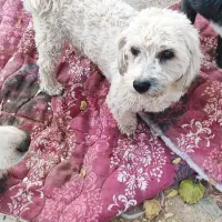 میتو خانم مهربون و خوش قلب|سگ|اصفهان, پارک مشتاق|دیوار