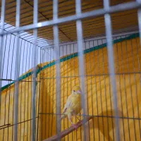 قناری ماده سهره ای آماده جفت