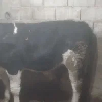 گوساله سمینتال